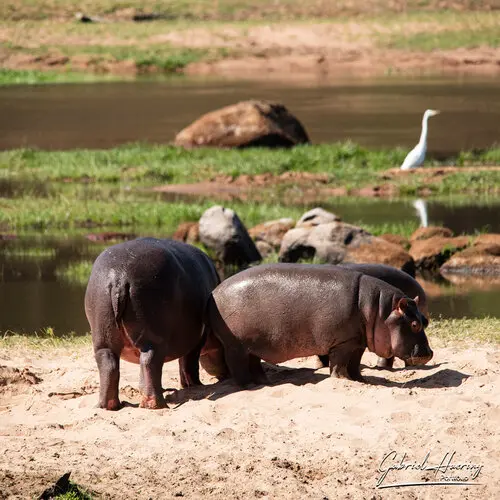 Photo safari visiting western Tanzania Ruaha National Park