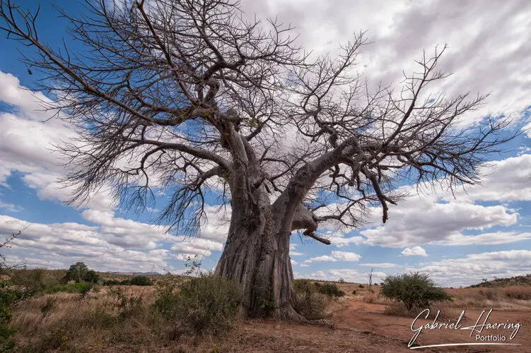 Photo safari visiting western Tanzania Ruaha National Park