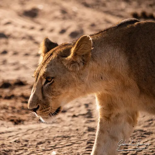 Photo safari visiting western Tanzania Ruaha National Park