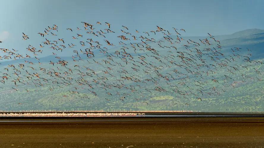 Lesser Flamingo Lake Natron