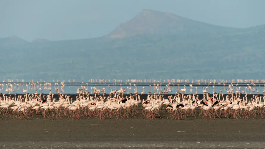 Lesser Flamingo Lake Natron