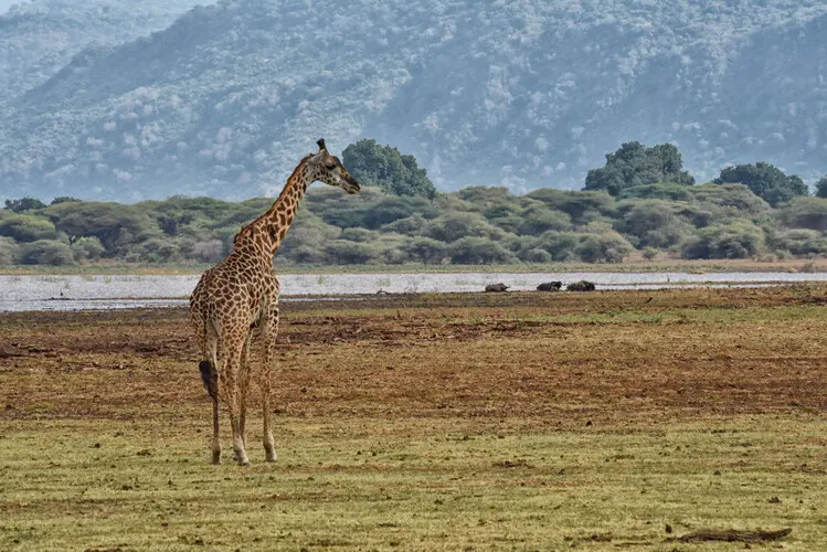 Photographic safari Lake Manyara