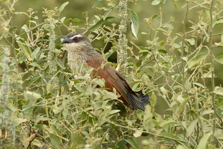 Photographic safari Lake Manyara