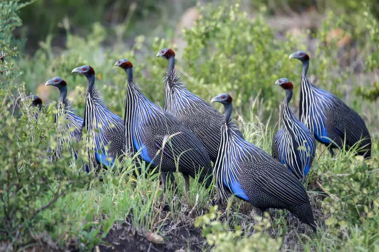 Visit Mkomazi NP Tanzania