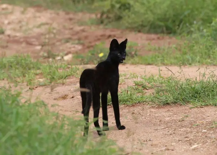 Visit Mkomazi NP Tanzania