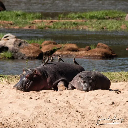 Souther Tanzania Photographic Safari