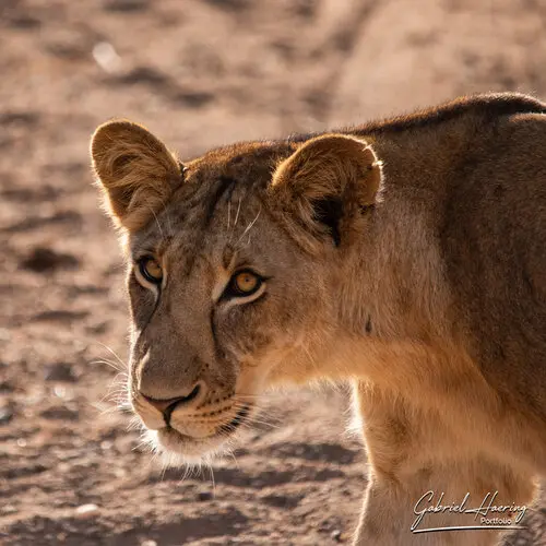 Souther Tanzania Photographic Safari