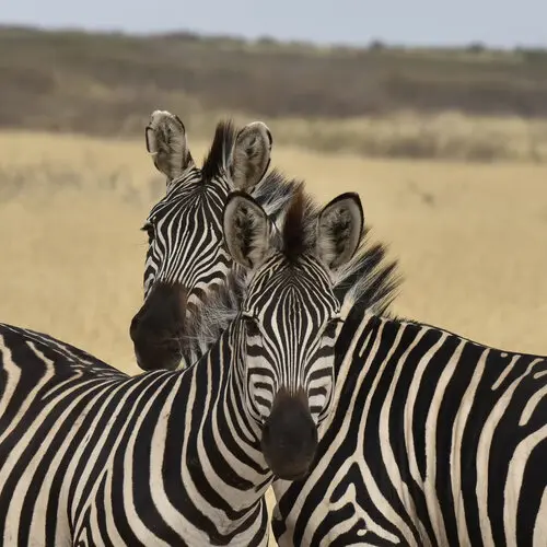 Northern Tanzania safari in Tarangire