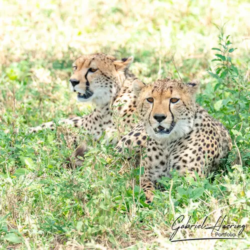 Photographic safari great migration serengeti