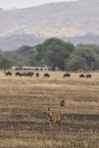 Photographic safari great migration serengeti