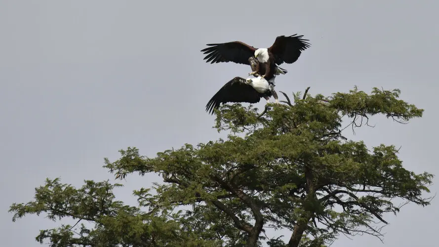 Photographic safari great migration serengeti