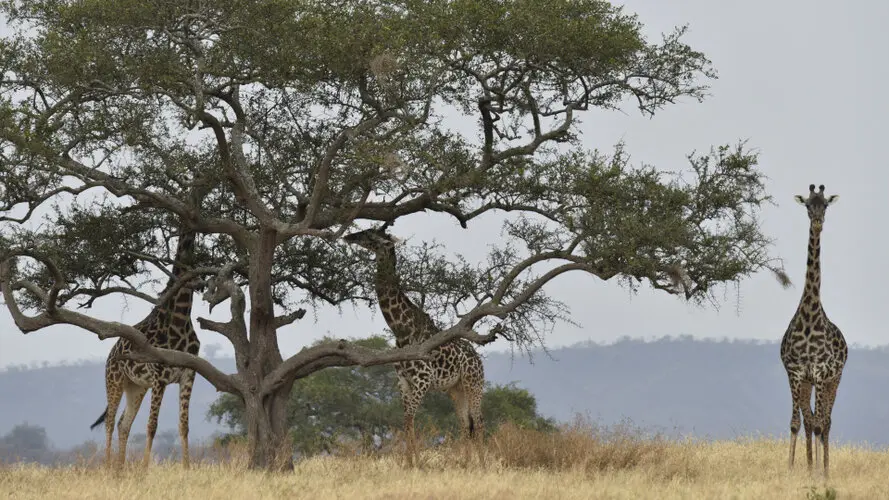 Photographic safari great migration serengeti