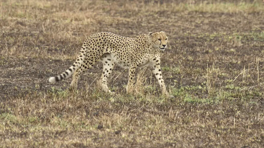 Photographic safari great migration serengeti