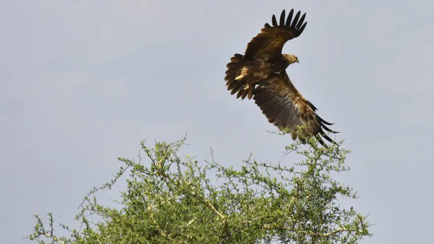 Photographic safari great migration serengeti