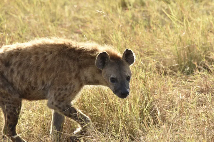 Photographic safari great migration serengeti