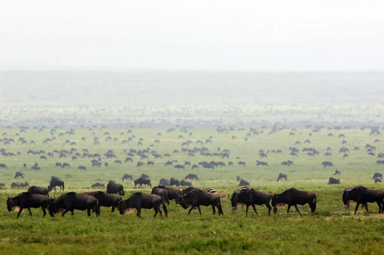 Photographic safari great migration serengeti