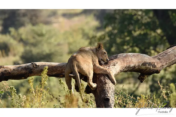 Ngorongoro Conservation Area private safari