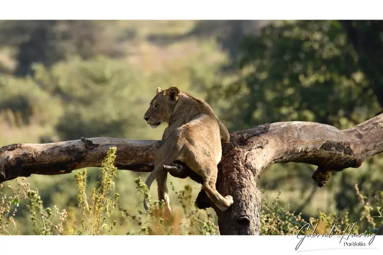 Ngorongoro Conservation Area private safari