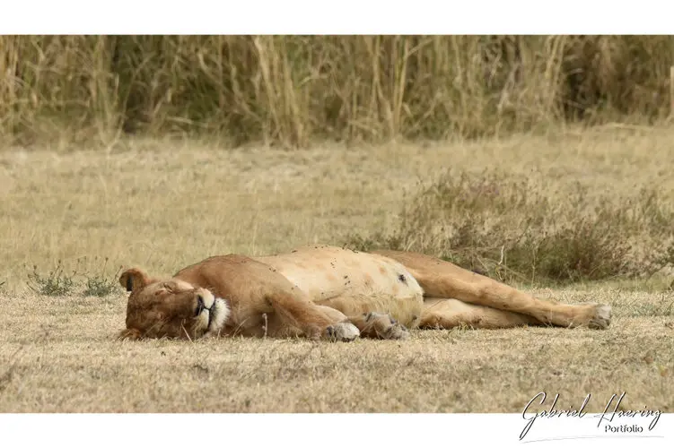 Ngorongoro Conservation Area private safari